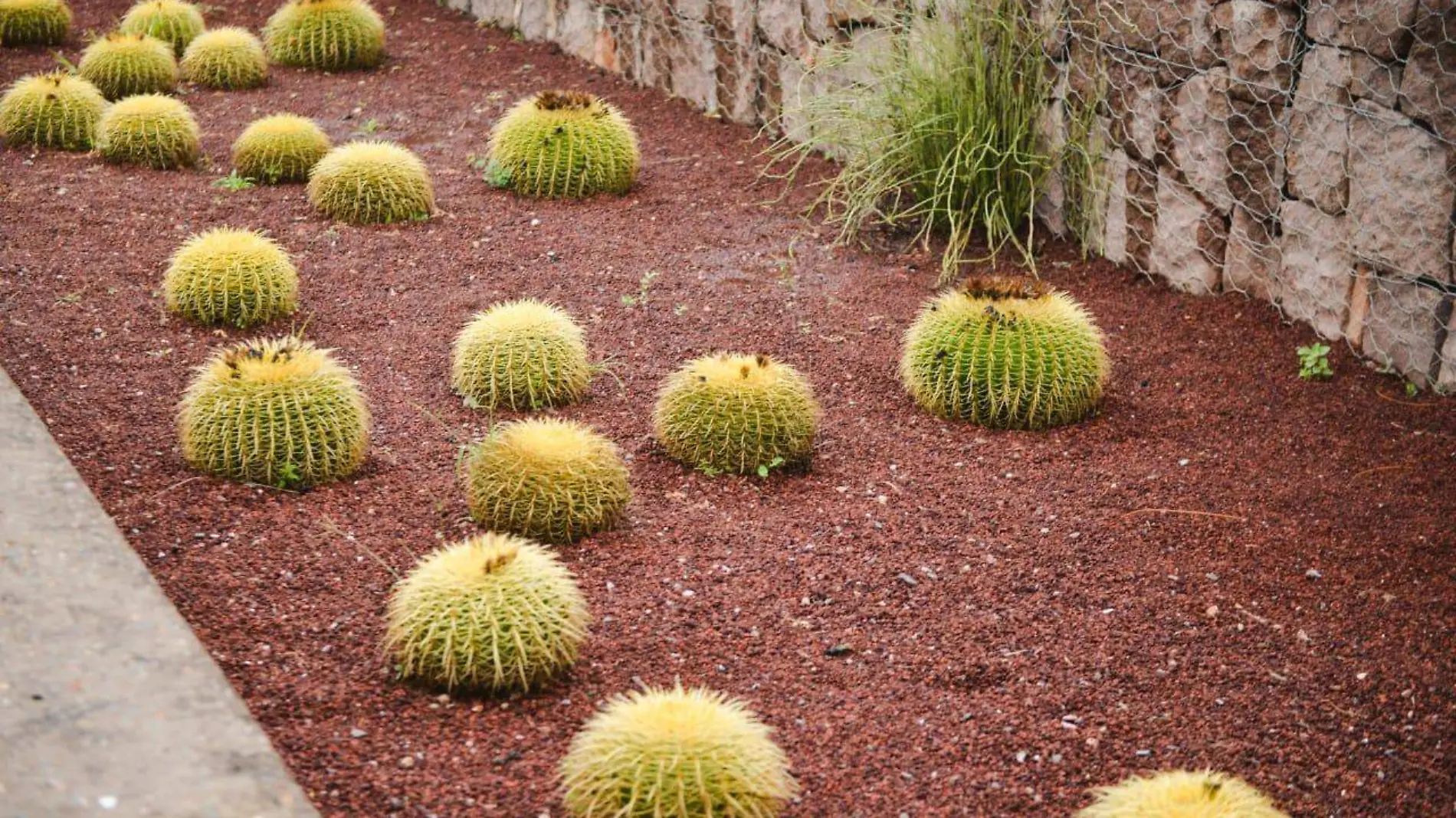 Jardín botánico “El Izotal” (10)